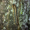 Eastern Tent Caterpillar