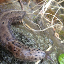 Banana Slug