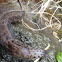 Banana Slug