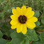 Beach Sunflower