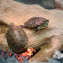 turtles