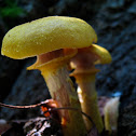 thought it was a honey but maybe it's not