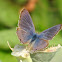 Pea Blue