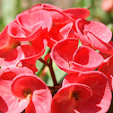 Euphorbia