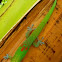 Gold dust day gecko
