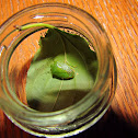 Green Stink Bug