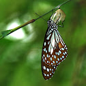 Blue Tiger