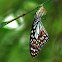 Blue Tiger