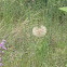 Puffy dandelion