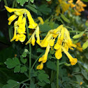 Corydalis