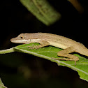Common Lizard