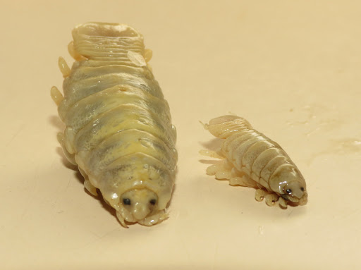 Isopod Facts, Tongue-eating Louse