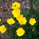 Long-Stem Buttercup