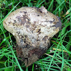 Unknown Mushroom