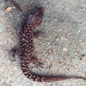 Bynoe's Gecko aka Prickly Gecko