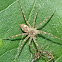 Fishing spider & prey