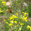 Bombylius medius