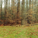 White tailed deer