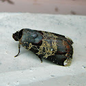 Moth