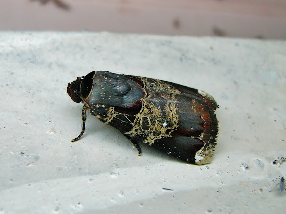 Spotting Image 1