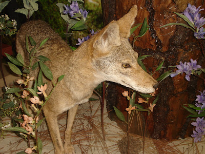 Coyote