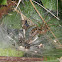 Funnel spider