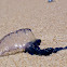 Blue Bottle