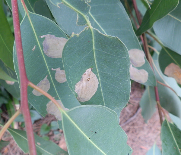 Eucalyptus leafblister sawfly mines Project Noah