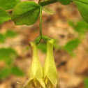 Fly Honeysuckle