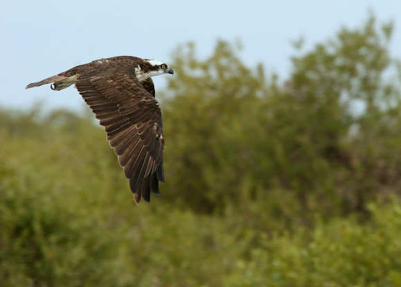 Spotting Image 1