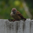 Eurasian tree sparrow