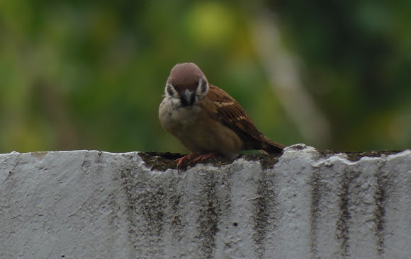 Spotting Image 1