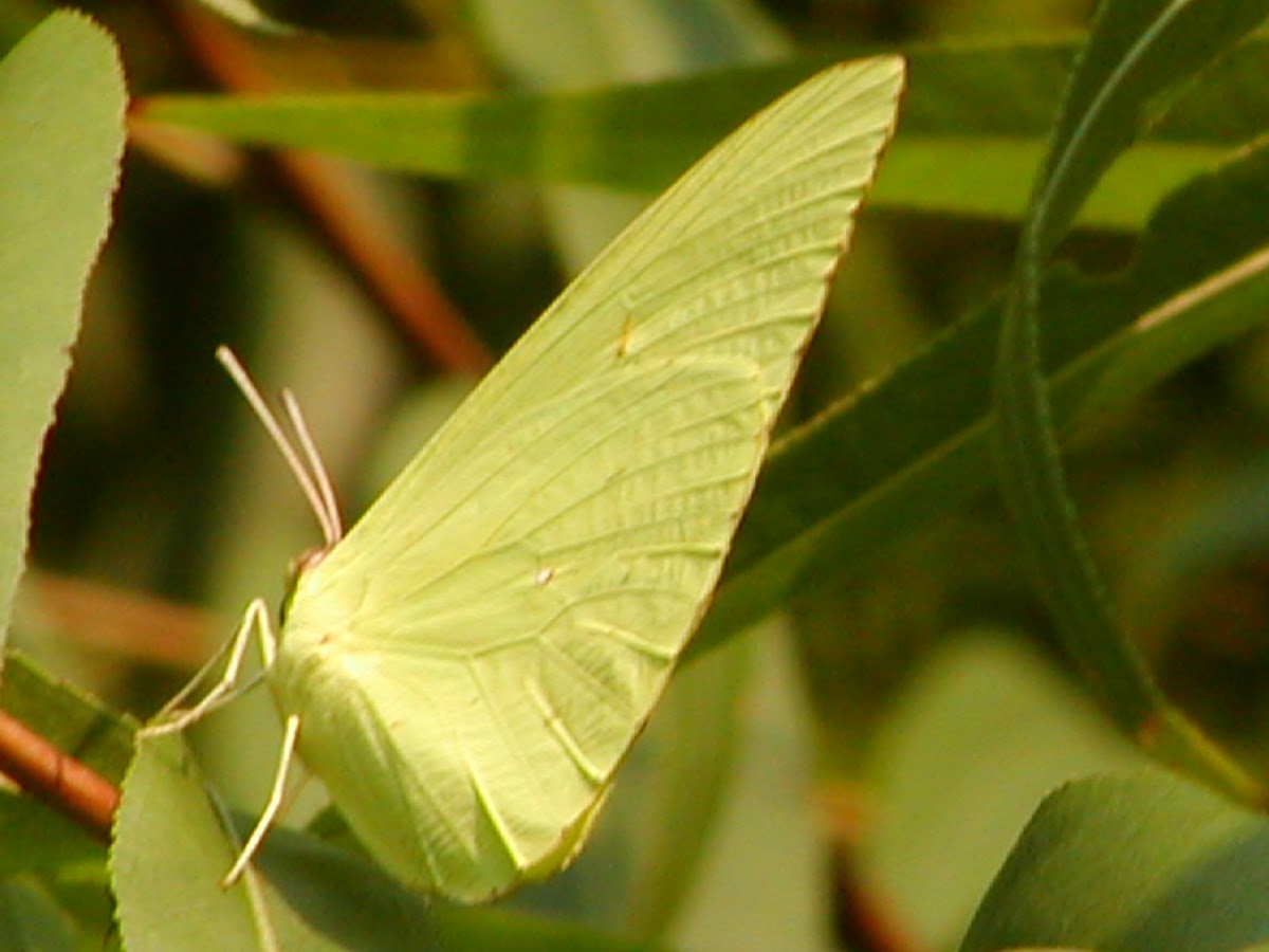 butterfly