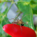 Lynx Spider