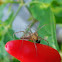 Lynx Spider