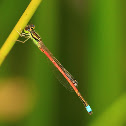Aurora Bluetail