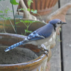 Blue Jay