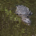 American Crocodile