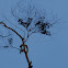 Mistletoe