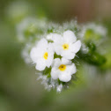 Nomeolvides Nativo / Changing Forget-me-not