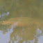 Common Snapping Turtle