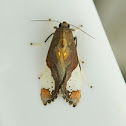 Tiger Moth