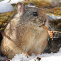 Royle's Pika