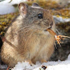 Royle's Pika