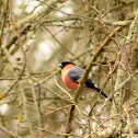 Bullfinch