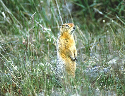 [09-Arctic ground squirrel[5].jpg]