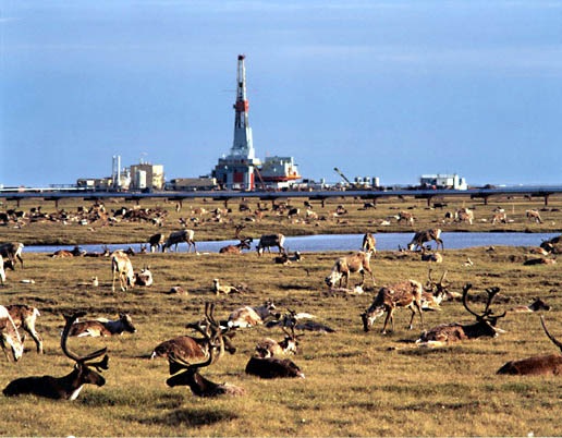 [17-Caribou_no_impact[4].jpg]