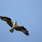 osprey