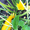 Squash in my garden