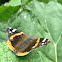 Red Admiral